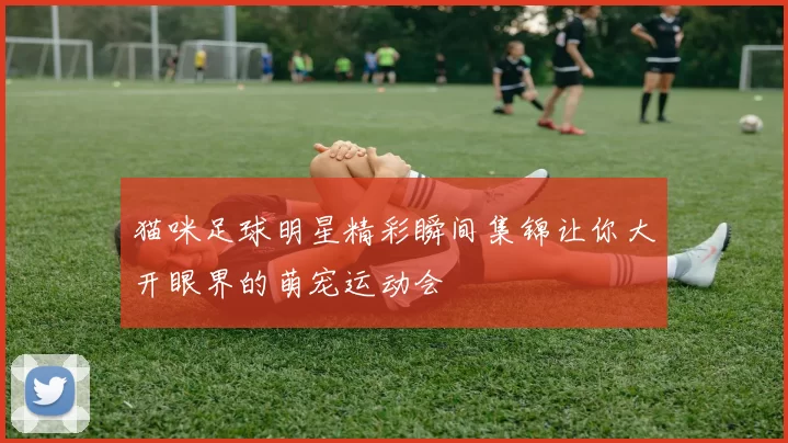 猫咪足球明星精彩瞬间集锦让你大开眼界的萌宠运动会