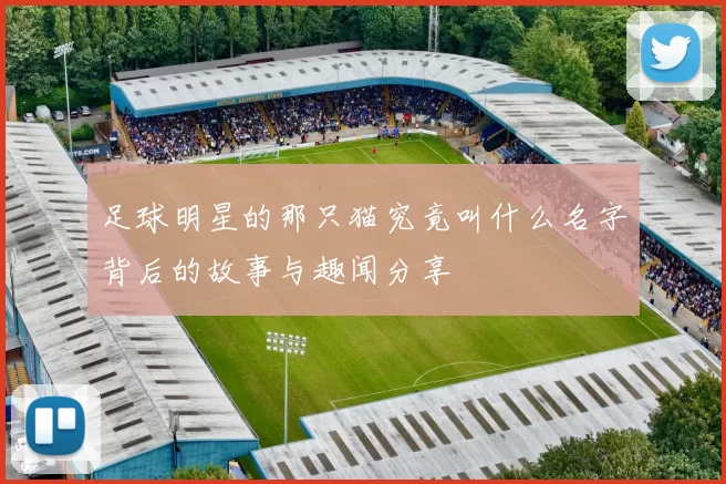 足球明星的那只猫究竟叫什么名字背后的故事与趣闻分享