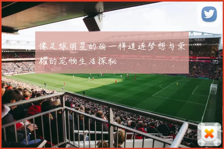 像足球明星的狗一样追逐梦想与荣耀的宠物生活探秘